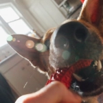 Агрессивная стратегия доминирования в слоте The Dog House