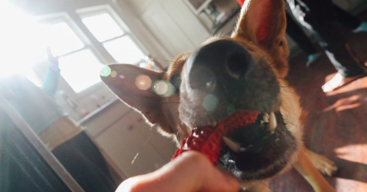 Агрессивная стратегия доминирования в слоте The Dog House