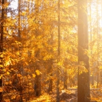 Wild West Gold слот - агрессивное завоевание золотых приисков