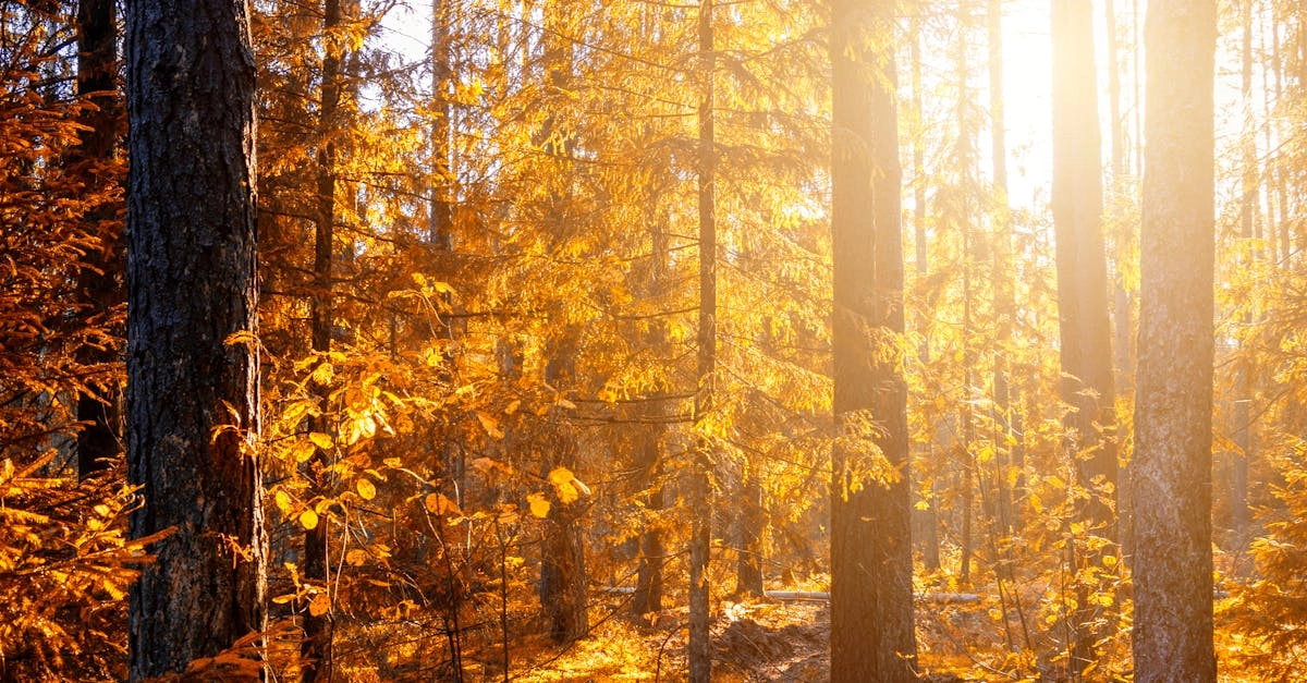 Wild West Gold слот - агрессивное завоевание золотых приисков